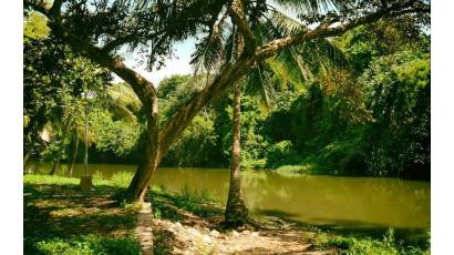 Bosques y economía, una dualidad que inspira al sector agropecuario y forestal