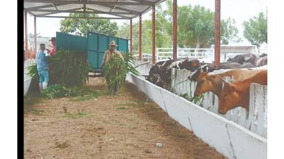 La ganadería no se rinde