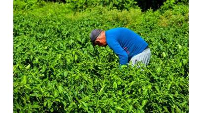 Empresa de Propaganda fomenta en Holguín autoconsumo agrícola