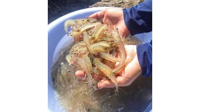 Camaronicultura se fortalece con la ciencia
