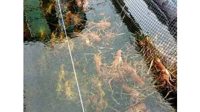 Proyecto vietnamita de cultivo de langosta avanza con éxito en Quemado de Güines