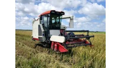 Avanza en "Amancio" producción de arroz