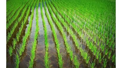 Nuevo estudio apuesta por reducir consumo de agua y aumentar producción de arroz en Cuba