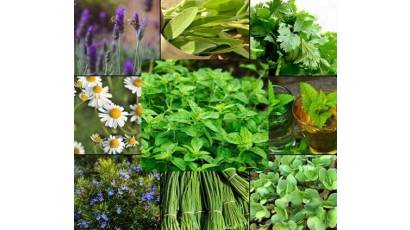 Plantas medicinales, aliadas que demandan calidad
