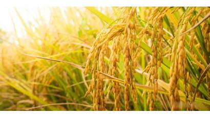 Procesamiento del arroz en Cienfuegos alcanza estabilidad y crecimiento gracias a La Paquita