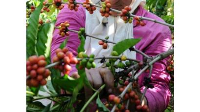 Tiempos de café