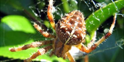 Araña roja