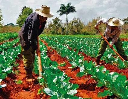 Valiosa contribución de la FAO a Cuba