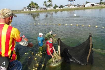 Conpescas Guacanayabo, por la gestión sostenible de los recursos marino-costeros