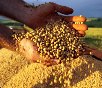La Conab de Brasil eleva su estimación de producción de soja a pesar de inundaciones