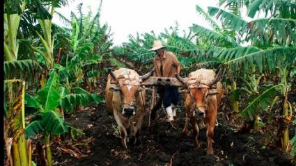 Trabajan por recuperar polo productivo en el norte de Las Tunas