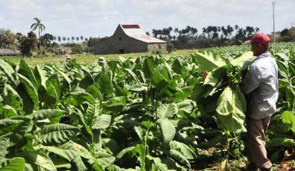 Productores tabacaleros con la manga al codo