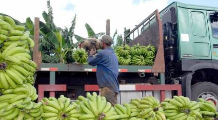 Polo productivo La Cuba, sacar la cara por la agricultura