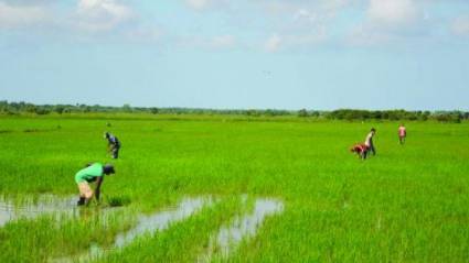 Varios caminos para reimpulsar producción de arroz