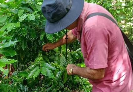 Productores santiagueros inmersos en recolección y acopio de café