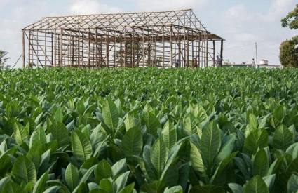 Pinar del Río se reafirma como mayor productora de tabaco en Cuba