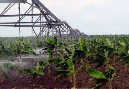 Sector agropecuario, hacer frente a impactos de Melissa