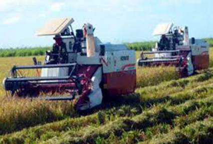 Proyecta la Agricultura ampliar estrategias de siembra de arroz en 2026