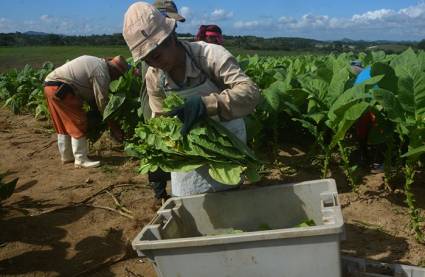 Genera sector tabacalero empleos seguros en zona montañosa