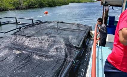 Impulsa Villa Clara cultivo de langosta en jaulas