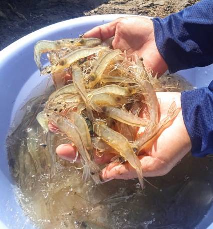 Camaronicultura se fortalece con la ciencia