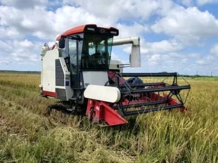 Avanza en "Amancio" producción de arroz