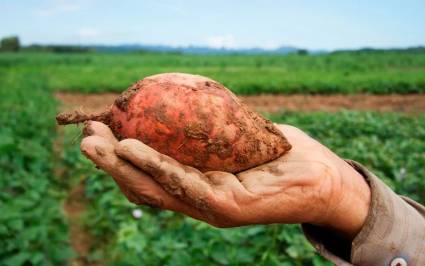 Nuevas variedades de boniato en Cienfuegos revolucionan producción agroecológica de Cuba