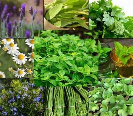 Plantas medicinales, aliadas que demandan calidad
