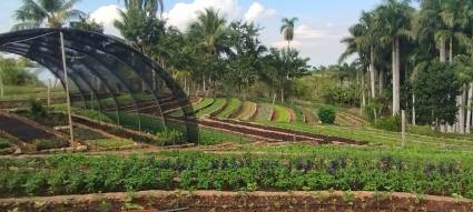 Entran en vigor nuevas normas para el campo cubano